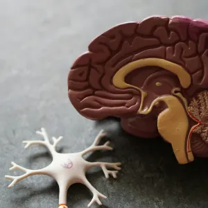 Learning brains