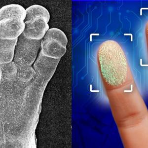 D'où viennent les empreintes ? Ça se falsifie ?