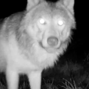 Pense avec les loups