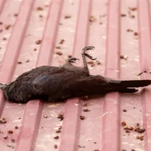 Au Liban, des millions d’oiseaux massacrés « pour le fun » (et pour TikTok)