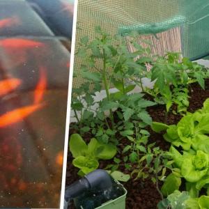 Il a construit un potager aquaponique : de quoi récolter des tomates par dizaines de kilos