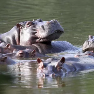 La justice américaine accorde des droits aux hippopotames de Pablo Escobar