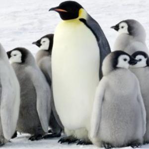 The Best Linux Distributions Without systemd