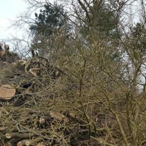 Brumath. ZAC de la Scierie : plus d’arbres abattus que prévu