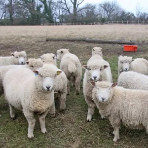 Peggy Sastre – Pourquoi tout le monde se tait quand tout déraille