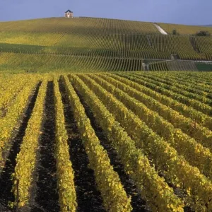 Après les "vendanges de la honte" en Champagne, trois personnes condamnées à de la prison ferme pour traite d'êtres humains