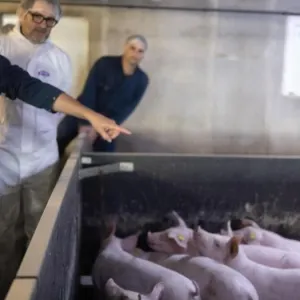 Dans le Finistère, l’IA contribue à améliorer le bien-être des animaux d’élevage - Le Parisien