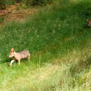 En Corrèze, alerte aux louveteaux sur le plateau