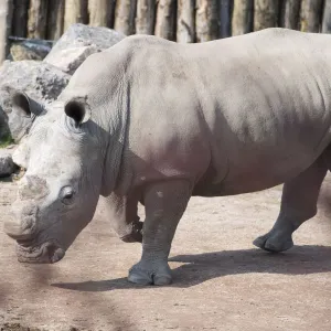 En Afrique du Sud, couper les cornes des rhinocéros a entraîné une chute de près de 80% de la chasse illégale