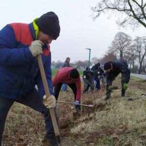 Hoenheim. Une haie de 850 mètres plantée rue de la Fontaine