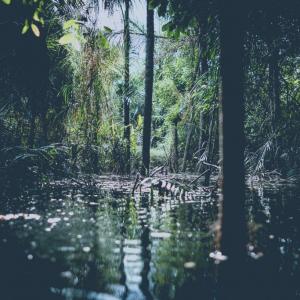 Rewilding your attention