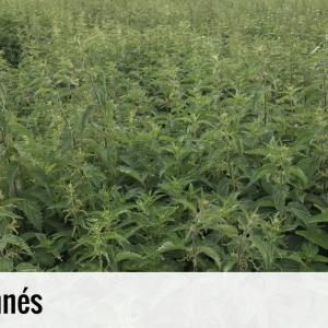 Filières courtes : le jean en ortie made in France devra attendre