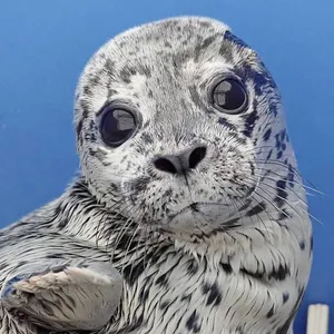 MarineMammalRescue - Twitch