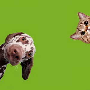 T’éduc – Quelle place pour les animaux à l’école ?