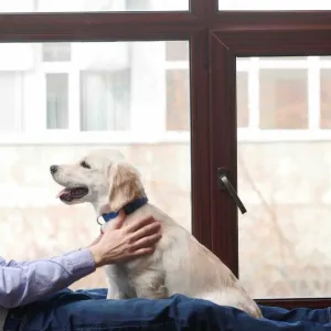 La Silicon Valley s’empare de l’IA pour « communiquer » avec les animaux