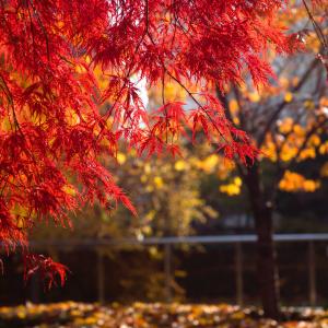 Je souhaite obtenir des jeunes arbres