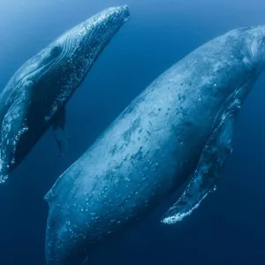 L'intelligence artificielle pourrait nous aider à décoder le langage des baleines