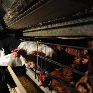 BALLAST | Féminisme et cause animale