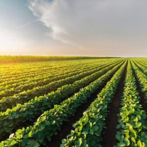 Agriculture : le numérique au service de la transition agroécologique ?