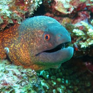 J'ai testé /e/OS alias Murena sur le Fairphone 4