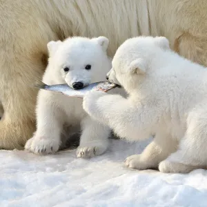 Des végétaux aux ours polaires : comment les PFAS empoisonnent les écosystèmes sur le long terme