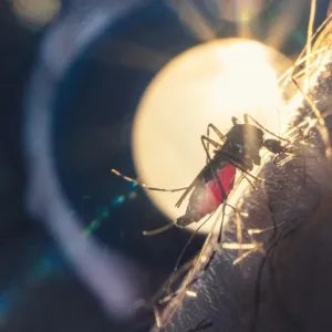 Cohabiter avec le moustique tigre, une question de bon sang