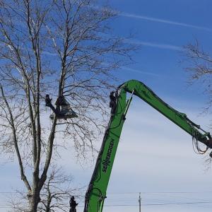 VIDÉO - Un militant échappe aux forces de l'ordre et grimpe aux arbres contre le chantier de l'autoroute A69