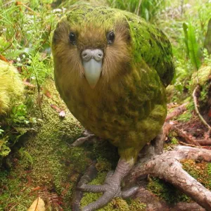 Le kakapo, un trésor de l'évolution