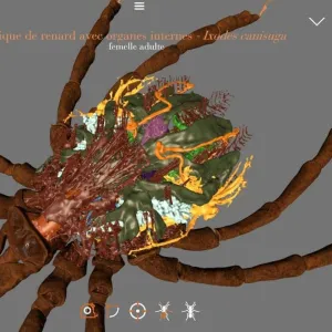 Une mise à jour sur l’application Arthropodes