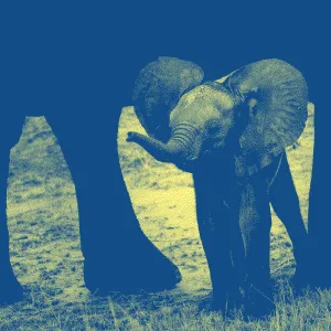Mastodon, un cimetière d’éléphant⋅e⋅s ?