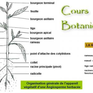 Morphologie et anatomie de la racine, la tige et la feuille