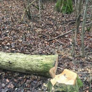 Réserve naturelle d’Illkirch-Neuhof. Des arbres abattus pour barrer les sentiers ?