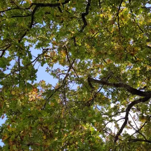Le drôle d’oiseau qui glougloute