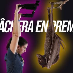 L'astuce anatomique pour se suspendre indéfiniment