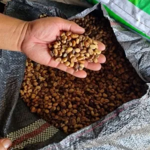 «Si on ne fait rien, il n’y aura presque plus de café en 2060» : le café de demain s’invente aujourd’hui dans les hauts plateaux du Vietnam