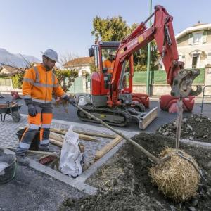 Des milliers d’arbres bientôt plantés avec le Plan canopée