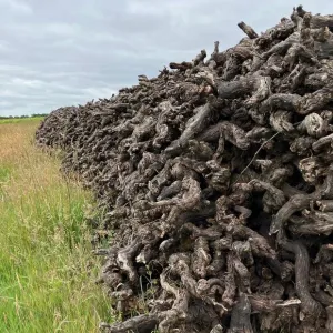 "C’est devenu trop difficile d’en vivre", on vous explique pourquoi les viticulteurs de muscadet arrachent leurs vignes par centaines d’hectares