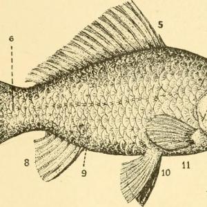 Comprendre le désapprentissage machine : anatomie du poisson rouge