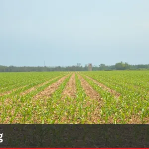 Loin de l'autosuffisance, l'agriculture alsacienne nourrit surtout l'industrie