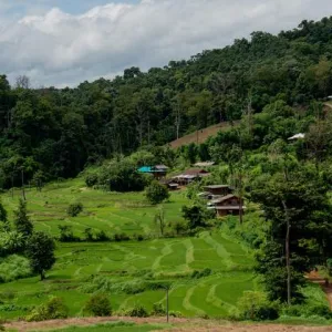 Forêts : l'arme secrète du multilatéralisme ?