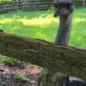 Resistance Isn't Denialism