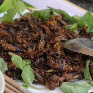 Les insectes seront-ils réellement la nourriture du futur ?