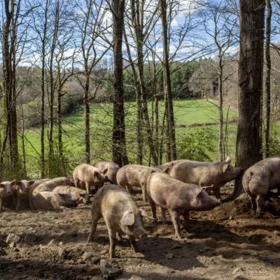 Le Porc d'Auvergne : Porc des Massifs et Porc Fermier