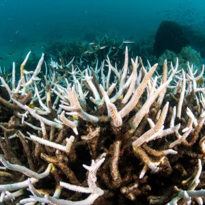 Thai sea temperatures hit ‘boiling’ record, bleaching almost all coral