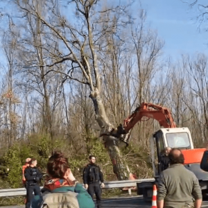 A69 : le bras de fer autour de l’abattage des arbres continue