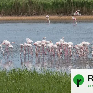 Un tiers des zones humides du pourtour méditerranéen menacées de submersion d'ici à 2100