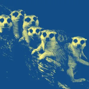 Pourquoi les suricates ?