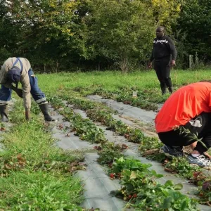 «Ici, les gens nous font confiance» : en Loire-Atlantique, ces détenus purgent la fin de leur peine dans une ferme biologique