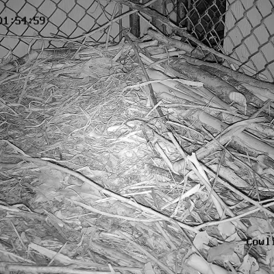Cowlitz Beaver Kit Cam Live