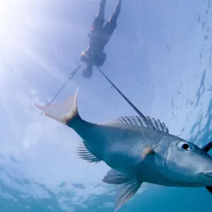 En Polynésie, on croise savoirs locaux et science pour mieux gérer les lagons